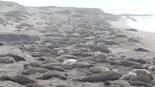 Thousands of elephant seals at San Simeon beach during the peak of mating season in February 2023