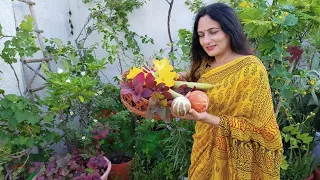 Organic harvest from terrace garden |  Container grown vegetables and fruits |