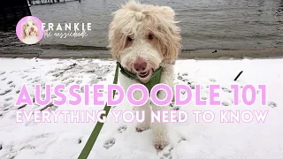 The Ultimate Guide to Aussiedoodles - Everything you need to know