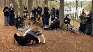 Сектанты хотели принести в жертву непорочную девушку, скормив волку. Но хищник решил иначе