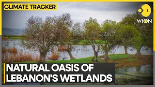 Lebanon wetlands preserve ecological diversity despite climate change | WION Climate Tracker