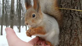 Приходил Дикий бельчонок / A Wild squirrel came