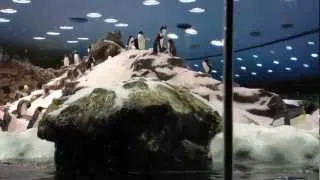 Loro Parque - Planet Pinguin - Tenerife