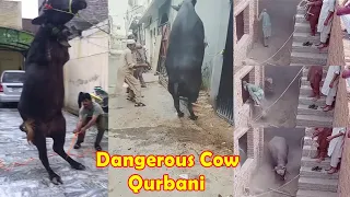 Dangerous Cow Qurbani 2023 | Cow Run away | Cow Out of Control | Funny Cow Qurbani On Eid Ul Adha