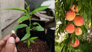 How to grow Peach tree from seed Easily | Seed germination at home