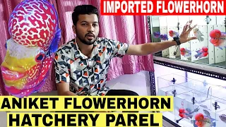 Best Quality Of Flowerhorn Fish Hatchery In Parel Mumbai | Aniket Flowerhorn Fish Hatchery