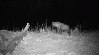 Djuma: Lone Hyena lurking around - 18:22 - 09/20/20