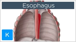 Esophagus Definition, Function and Structure - Human Anatomy | Kenhub