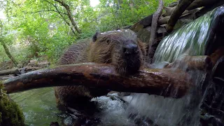 Living With Beavers