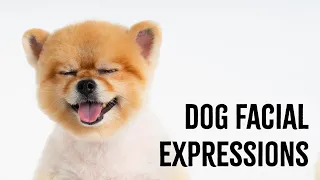 Dog Facial Expressions: Understanding Dog Body Language