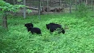 Black Bears in Cades Cove Smoky Mountains - Very Close!!!