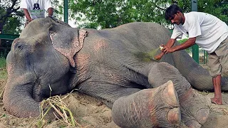 Dieser Elefant war 50 Jahre angekettet. Du wirst nicht glauben, was er tat, als er befreit wurde!