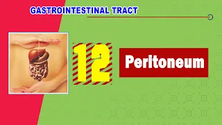 12. Peritoneum