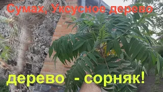 Сумах, Уксусное дерево  - недостатки.