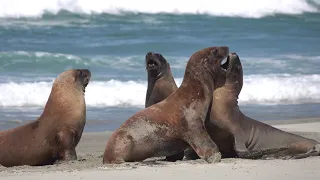 New Zealand Sea Lions playing on beach