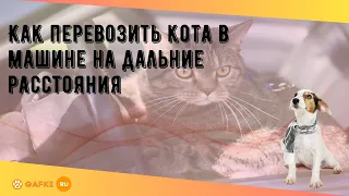 Как перевозить кота в машине на дальние расстояния