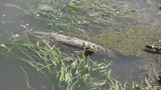 Fish being found dead in Stockton neighborhood