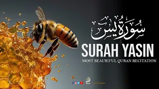 World's Amazing Recitation of Surah Yasin(Yaseen) | سورة يس | Peaceful Quran