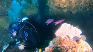 Dee Why Wide exploration tunnel 2 fish whiting school cave Sydney scuba diving