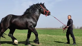 🆕ГАРНА НОВИНКА/ЖЕРЕБЕЦЬ PERCHERON НА ПРОДАЖУ