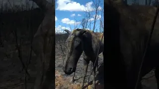 cavalo morrendo nas queimadas