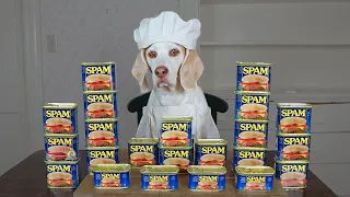 Dog Cooks with Spam: Funny Chef Dog Maymo