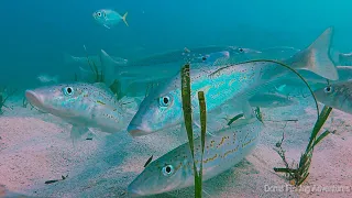 FISH MY GOPRO! King George Whiting Western Australia