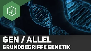 Gen / Allel - Unterschied - Grundbegriffe Genetik 2