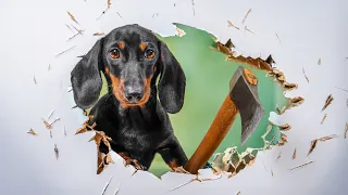Puppy's Shenanigans! Cute & funny dachshund dog video!