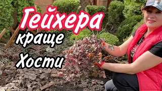 ГЕЙХЕРА вас ЗДИВУЄ! Яскравий бордюр квітника.Як розділити кущ гейхери.