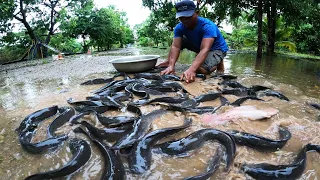 Best Hand Fishing - Technique fishing skill a fisherman catch a lot of fish by hand today