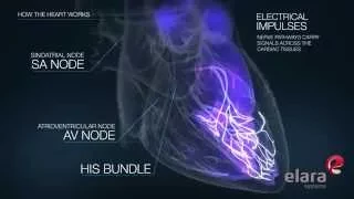 Medical 3D Animation Video Explains How the Heart Works