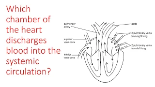 Heart and major blood vessels quiz.