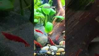 Breeding 1000 Red Cherry Shrimp In 180 Days! 🦐 #shorts