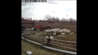 Баран жёстко забодал маленького ребенка.