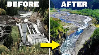 How The Largest Dam Removal Of All Time Brought An Entire Ecosystem Back From Extinction!