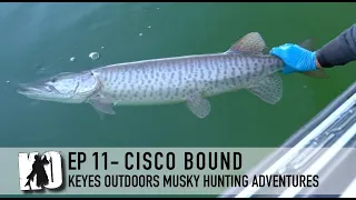 Cisco Bound for Muskies (16 muskies total) - Keyes Outdoors Musky Hunting Adventures