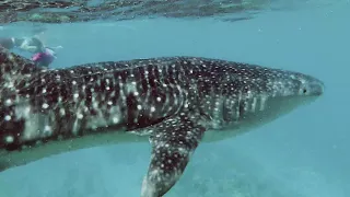 Whale Shark Snorkelling Trip, The St. Regis Maldives Vommuli