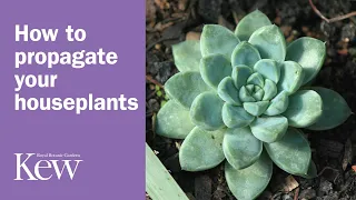 How to propagate your houseplants | Kew Gardens