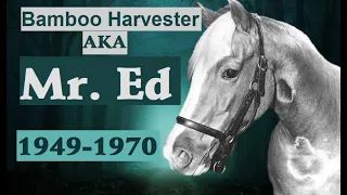 How Did They Die: Bamboo Harvester AKA Mr. Ed, the Talking Horse