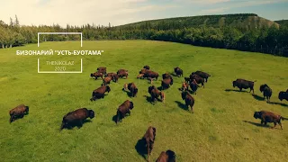 Бизонарий "Усть-Буотама" (с высоты на дроне) / Bisonarium "Ust-Buotama" (from a height on a drone)