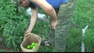 Огород (перцы-томаты) в родовом поместье. 6 часть