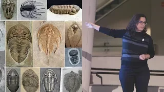Trilobite Takedown – AMNH SciCafe