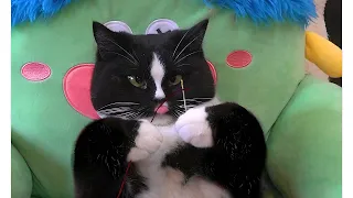 Ultimate Funny Cats and Dogs 😹Best Funniest Animal Videos Of The Week 🐕🐈‍⬛ 🔥