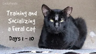 Training And Socializing A Feral Cat - Days 1 - 10 - Compilation Boo Day Videos