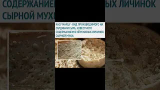 СУПЕР ПОПУЛЯРНЫЙ СЫР С ТРУПАМИ ЖУКОВ