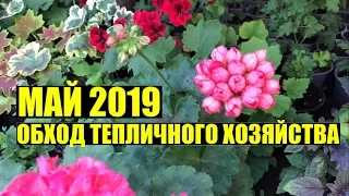 Что сегодня растет? Май 2019. Обход.