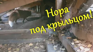 Алиса лиса. Съедена еда, вырыта нора.