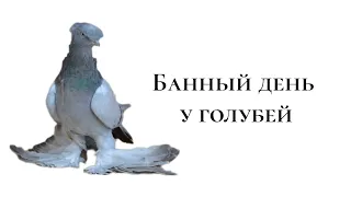 Сегодня банный день у голубей и показ первых наших пискунов 2024 года