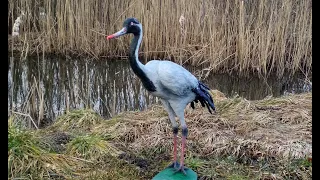 DIY Crane bird from cement and a plastic bottle